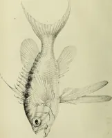 An illustration from A history of the fishes of Madeira / by Richard Thomas Lowe ... With original figures from nature of all the species, by the Hon. C.E.C. Norton and M. Young. (1843)