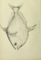 An illustration from A history of the fishes of Madeira / by Richard Thomas Lowe ... With original figures from nature of all the species, by the Hon. C.E.C. Norton and M. Young. (1843)