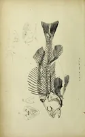 An illustration from A history of the fishes of Madeira / by Richard Thomas Lowe ... With original figures from nature of all the species, by the Hon. C.E.C. Norton and M. Young. (1843)