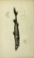 An illustration from A history of the fishes of Madeira / by Richard Thomas Lowe ... With original figures from nature of all the species, by the Hon. C.E.C. Norton and M. Young. (1843)