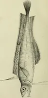 An illustration from A history of the fishes of Madeira / by Richard Thomas Lowe ... With original figures from nature of all the species, by the Hon. C.E.C. Norton and M. Young. (1843)