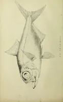 An illustration from A history of the fishes of Madeira / by Richard Thomas Lowe ... With original figures from nature of all the species, by the Hon. C.E.C. Norton and M. Young. (1843)
