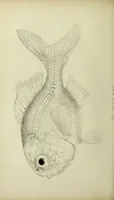 An illustration from A history of the fishes of Madeira / by Richard Thomas Lowe ... With original figures from nature of all the species, by the Hon. C.E.C. Norton and M. Young. (1843)