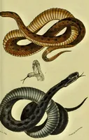 Picture 19 of 78 from Medical zoology and mineralogy. Or, Illustrations and descriptions of the animals and minerals employed in medicine, and of the preparations derived from them; including also an account of animal and mineral poisons, with figures coloured from nature / [John Stephenson]. (1832), leaf 101