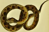 An illustration from Medical zoology and mineralogy. Or, Illustrations and descriptions of the animals and minerals employed in medicine, and of the preparations derived from them; including also an account of animal and mineral poisons, with figures coloured from nature / [John Stephenson]. (1832)