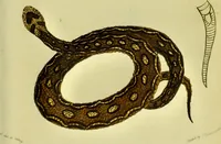 An illustration from Medical zoology and mineralogy. Or, Illustrations and descriptions of the animals and minerals employed in medicine, and of the preparations derived from them; including also an account of animal and mineral poisons, with figures coloured from nature / [John Stephenson]. (1832)