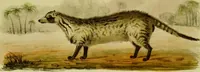 An illustration from Medical zoology and mineralogy. Or, Illustrations and descriptions of the animals and minerals employed in medicine, and of the preparations derived from them; including also an account of animal and mineral poisons, with figures coloured from nature / [John Stephenson]. (1832)