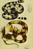Picture 24 of 78 from Medical zoology and mineralogy. Or, Illustrations and descriptions of the animals and minerals employed in medicine, and of the preparations derived from them; including also an account of animal and mineral poisons, with figures coloured from nature / [John Stephenson]. (1832), leaf 151
