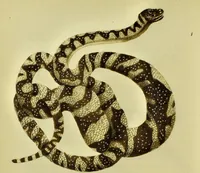 An illustration from Medical zoology and mineralogy. Or, Illustrations and descriptions of the animals and minerals employed in medicine, and of the preparations derived from them; including also an account of animal and mineral poisons, with figures coloured from nature / [John Stephenson]. (1832)