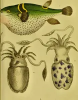 An illustration from Medical zoology and mineralogy. Or, Illustrations and descriptions of the animals and minerals employed in medicine, and of the preparations derived from them; including also an account of animal and mineral poisons, with figures coloured from nature / [John Stephenson]. (1832)