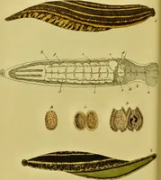 An illustration from Medical zoology and mineralogy. Or, Illustrations and descriptions of the animals and minerals employed in medicine, and of the preparations derived from them; including also an account of animal and mineral poisons, with figures coloured from nature / [John Stephenson]. (1832)
