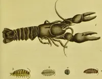 An illustration from Medical zoology and mineralogy. Or, Illustrations and descriptions of the animals and minerals employed in medicine, and of the preparations derived from them; including also an account of animal and mineral poisons, with figures coloured from nature / [John Stephenson]. (1832)