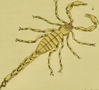 An illustration from Medical zoology and mineralogy. Or, Illustrations and descriptions of the animals and minerals employed in medicine, and of the preparations derived from them; including also an account of animal and mineral poisons, with figures coloured from nature / [John Stephenson]. (1832)