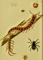 An illustration from Medical zoology and mineralogy. Or, Illustrations and descriptions of the animals and minerals employed in medicine, and of the preparations derived from them; including also an account of animal and mineral poisons, with figures coloured from nature / [John Stephenson]. (1832)