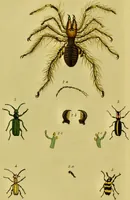 An illustration from Medical zoology and mineralogy. Or, Illustrations and descriptions of the animals and minerals employed in medicine, and of the preparations derived from them; including also an account of animal and mineral poisons, with figures coloured from nature / [John Stephenson]. (1832)