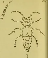 An illustration from Medical zoology and mineralogy. Or, Illustrations and descriptions of the animals and minerals employed in medicine, and of the preparations derived from them; including also an account of animal and mineral poisons, with figures coloured from nature / [John Stephenson]. (1832)