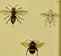 Picture 41 of 78 from Medical zoology and mineralogy. Or, Illustrations and descriptions of the animals and minerals employed in medicine, and of the preparations derived from them; including also an account of animal and mineral poisons, with figures coloured from nature / [John Stephenson]. (1832), leaf 252