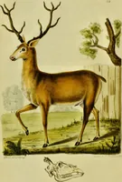 An illustration from Medical zoology and mineralogy. Or, Illustrations and descriptions of the animals and minerals employed in medicine, and of the preparations derived from them; including also an account of animal and mineral poisons, with figures coloured from nature / [John Stephenson]. (1832)