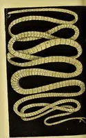An illustration from Medical zoology and mineralogy. Or, Illustrations and descriptions of the animals and minerals employed in medicine, and of the preparations derived from them; including also an account of animal and mineral poisons, with figures coloured from nature / [John Stephenson]. (1832)