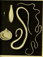 Picture 45 of 78 from Medical zoology and mineralogy. Or, Illustrations and descriptions of the animals and minerals employed in medicine, and of the preparations derived from them; including also an account of animal and mineral poisons, with figures coloured from nature / [John Stephenson]. (1832), leaf 273