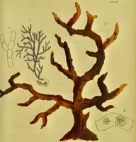 Picture 47 of 78 from Medical zoology and mineralogy. Or, Illustrations and descriptions of the animals and minerals employed in medicine, and of the preparations derived from them; including also an account of animal and mineral poisons, with figures coloured from nature / [John Stephenson]. (1832), leaf 285
