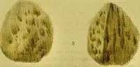 Picture 48 of 78 from Medical zoology and mineralogy. Or, Illustrations and descriptions of the animals and minerals employed in medicine, and of the preparations derived from them; including also an account of animal and mineral poisons, with figures coloured from nature / [John Stephenson]. (1832), leaf 285