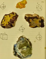 An illustration from Medical zoology and mineralogy. Or, Illustrations and descriptions of the animals and minerals employed in medicine, and of the preparations derived from them; including also an account of animal and mineral poisons, with figures coloured from nature / [John Stephenson]. (1832)