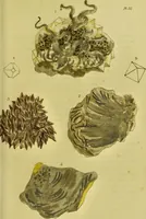 Picture 51 of 78 from Medical zoology and mineralogy. Or, Illustrations and descriptions of the animals and minerals employed in medicine, and of the preparations derived from them; including also an account of animal and mineral poisons, with figures coloured from nature / [John Stephenson]. (1832), leaf 299