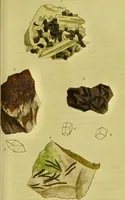 Picture 52 of 78 from Medical zoology and mineralogy. Or, Illustrations and descriptions of the animals and minerals employed in medicine, and of the preparations derived from them; including also an account of animal and mineral poisons, with figures coloured from nature / [John Stephenson]. (1832), leaf 305