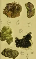 Picture 53 of 78 from Medical zoology and mineralogy. Or, Illustrations and descriptions of the animals and minerals employed in medicine, and of the preparations derived from them; including also an account of animal and mineral poisons, with figures coloured from nature / [John Stephenson]. (1832), leaf 317