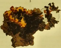 Picture 55 of 78 from Medical zoology and mineralogy. Or, Illustrations and descriptions of the animals and minerals employed in medicine, and of the preparations derived from them; including also an account of animal and mineral poisons, with figures coloured from nature / [John Stephenson]. (1832), leaf 321