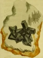 Picture 56 of 78 from Medical zoology and mineralogy. Or, Illustrations and descriptions of the animals and minerals employed in medicine, and of the preparations derived from them; including also an account of animal and mineral poisons, with figures coloured from nature / [John Stephenson]. (1832), leaf 325