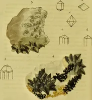 Picture 58 of 78 from Medical zoology and mineralogy. Or, Illustrations and descriptions of the animals and minerals employed in medicine, and of the preparations derived from them; including also an account of animal and mineral poisons, with figures coloured from nature / [John Stephenson]. (1832), leaf 332