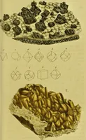 Picture 59 of 78 from Medical zoology and mineralogy. Or, Illustrations and descriptions of the animals and minerals employed in medicine, and of the preparations derived from them; including also an account of animal and mineral poisons, with figures coloured from nature / [John Stephenson]. (1832), leaf 345