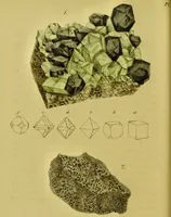Picture 60 of 78 from Medical zoology and mineralogy. Or, Illustrations and descriptions of the animals and minerals employed in medicine, and of the preparations derived from them; including also an account of animal and mineral poisons, with figures coloured from nature / [John Stephenson]. (1832), leaf 352
