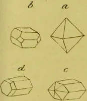 An illustration from Medical zoology and mineralogy. Or, Illustrations and descriptions of the animals and minerals employed in medicine, and of the preparations derived from them; including also an account of animal and mineral poisons, with figures coloured from nature / [John Stephenson]. (1832)