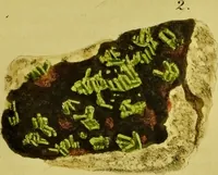 Picture 64 of 78 from Medical zoology and mineralogy. Or, Illustrations and descriptions of the animals and minerals employed in medicine, and of the preparations derived from them; including also an account of animal and mineral poisons, with figures coloured from nature / [John Stephenson]. (1832), leaf 355