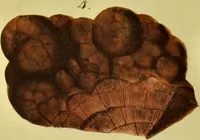 An illustration from Medical zoology and mineralogy. Or, Illustrations and descriptions of the animals and minerals employed in medicine, and of the preparations derived from them; including also an account of animal and mineral poisons, with figures coloured from nature / [John Stephenson]. (1832)