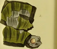 Picture 72 of 78 from Medical zoology and mineralogy. Or, Illustrations and descriptions of the animals and minerals employed in medicine, and of the preparations derived from them; including also an account of animal and mineral poisons, with figures coloured from nature / [John Stephenson]. (1832), leaf 372