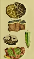 Picture 73 of 78 from Medical zoology and mineralogy. Or, Illustrations and descriptions of the animals and minerals employed in medicine, and of the preparations derived from them; including also an account of animal and mineral poisons, with figures coloured from nature / [John Stephenson]. (1832), leaf 373