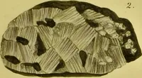 An illustration from Medical zoology and mineralogy. Or, Illustrations and descriptions of the animals and minerals employed in medicine, and of the preparations derived from them; including also an account of animal and mineral poisons, with figures coloured from nature / [John Stephenson]. (1832)
