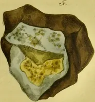 Picture 76 of 78 from Medical zoology and mineralogy. Or, Illustrations and descriptions of the animals and minerals employed in medicine, and of the preparations derived from them; including also an account of animal and mineral poisons, with figures coloured from nature / [John Stephenson]. (1832), leaf 381