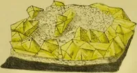 Picture 77 of 78 from Medical zoology and mineralogy. Or, Illustrations and descriptions of the animals and minerals employed in medicine, and of the preparations derived from them; including also an account of animal and mineral poisons, with figures coloured from nature / [John Stephenson]. (1832), leaf 391
