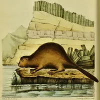 An illustration from Medical zoology and mineralogy. Or, Illustrations and descriptions of the animals and minerals employed in medicine, and of the preparations derived from them; including also an account of animal and mineral poisons, with figures coloured from nature / [John Stephenson]. (1832)