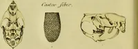 Picture 8 of 78 from Medical zoology and mineralogy. Or, Illustrations and descriptions of the animals and minerals employed in medicine, and of the preparations derived from them; including also an account of animal and mineral poisons, with figures coloured from nature / [John Stephenson]. (1832), leaf 40