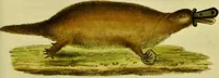 Picture 9 of 78 from Medical zoology and mineralogy. Or, Illustrations and descriptions of the animals and minerals employed in medicine, and of the preparations derived from them; including also an account of animal and mineral poisons, with figures coloured from nature / [John Stephenson]. (1832), leaf 47