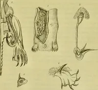 An illustration from Medical zoology and mineralogy. Or, Illustrations and descriptions of the animals and minerals employed in medicine, and of the preparations derived from them; including also an account of animal and mineral poisons, with figures coloured from nature / [John Stephenson]. (1832)