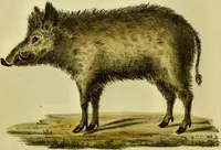 An illustration from Medical zoology and mineralogy. Or, Illustrations and descriptions of the animals and minerals employed in medicine, and of the preparations derived from them; including also an account of animal and mineral poisons, with figures coloured from nature / [John Stephenson]. (1832)