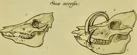 An illustration from Medical zoology and mineralogy. Or, Illustrations and descriptions of the animals and minerals employed in medicine, and of the preparations derived from them; including also an account of animal and mineral poisons, with figures coloured from nature / [John Stephenson]. (1832)