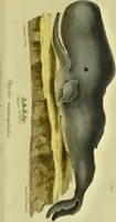 An illustration from Medical zoology and mineralogy. Or, Illustrations and descriptions of the animals and minerals employed in medicine, and of the preparations derived from them; including also an account of animal and mineral poisons, with figures coloured from nature / [John Stephenson]. (1832)